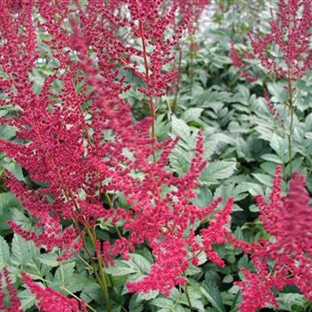 astilbe_arendsii_spinell_GM_R2.jpg