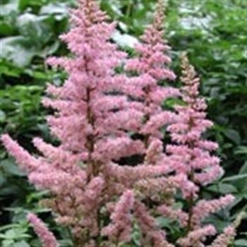 astilbe_chinensis_hybride_finale_GM_Q1.jpg