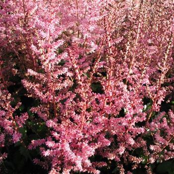 astilbe_chinensis_veronica_klose_GM_R2.jpg