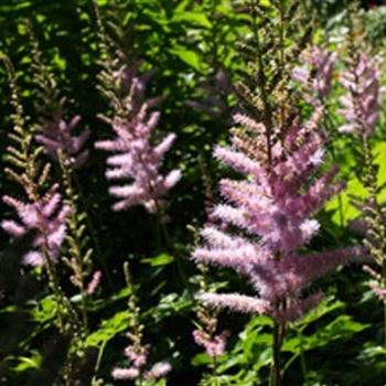 astilbe_chinensis_var_taquetii_superba_GM_Q1.jpg