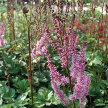 astilbe_chinensis_var_taquetii_purpurlanze_GM_Q1.jpg