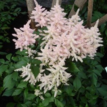 astilbe_japonica_hybride_europa_GM_R2.jpg