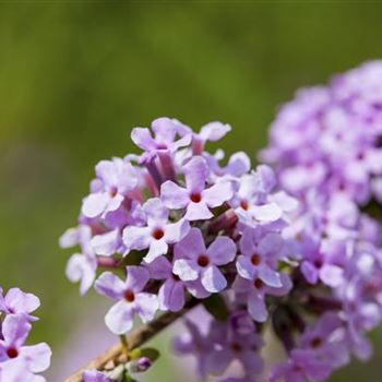 Buddleja alternifolia