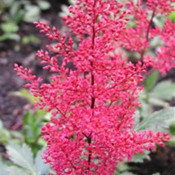 astilbe_japonica_hyb_red_sentinel_GM_Q1.jpg