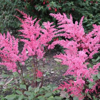 astilbe_simplicifolia_aphrodite_GM_R2.jpg