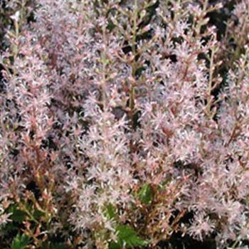 astilbe_simplicifolia_hyb_bronce_elegans_GM_R2.jpg