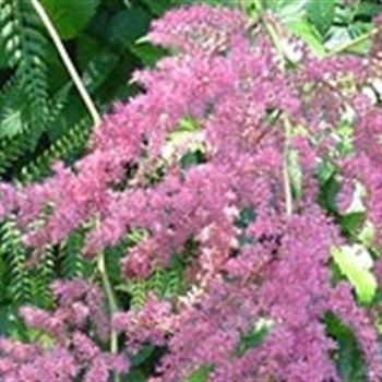 astilbe_thun_straussenfeder_GM_Q1.jpg