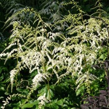 astilbe_thunbergii_hybride_prof_van_der_wielen_GM_Q1.jpg