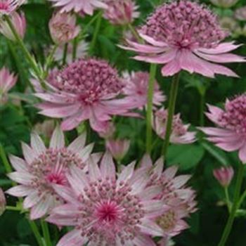 astrantia_roma_GM_R2.jpg