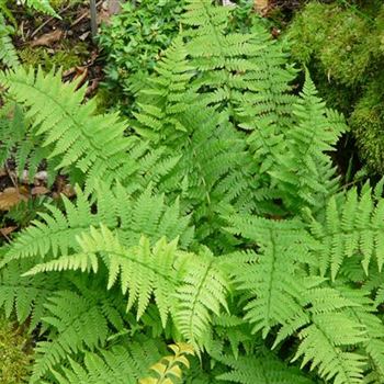 athyrium_filix_femina_minutissimum_GM_R2.jpg