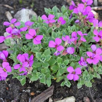 Aubrieta_Blaumeise_GD_Q2.jpg