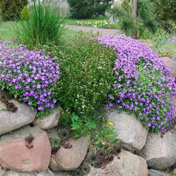 Aubretia_Clio_HRM_Q3.jpg