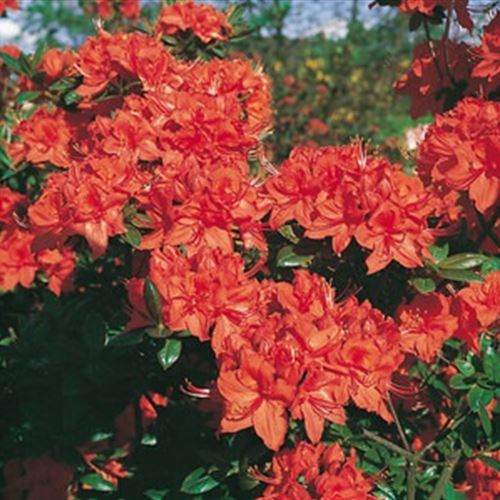 Azalea Knap-Hill 'Fanal'