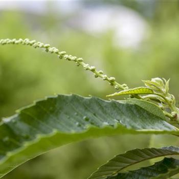 Castanea sativa 'Bouche de Bétizac'