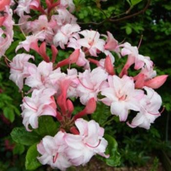 azalea_corneille_HHA_Q1.jpg