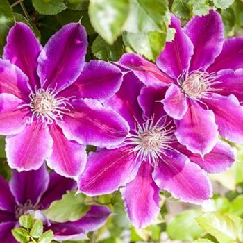 Clematis 'Dr. Ruppel'