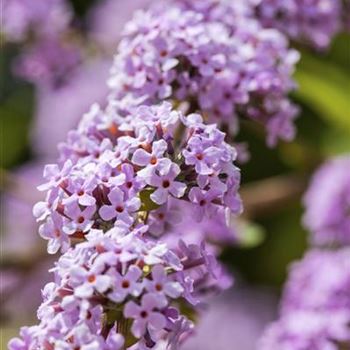 Buddleja alternifolia