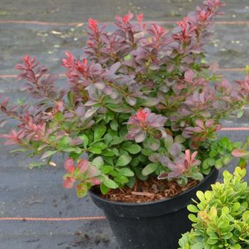 Berberis_atropurpurea_Nana_2xv_20_25_c3.jpg