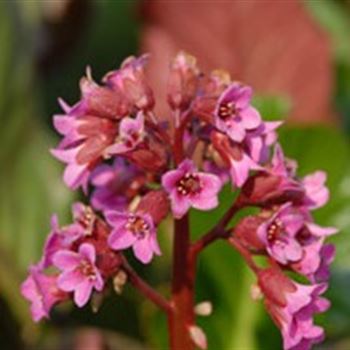 bergenia_hybride_abendglocken_GM_Q1.jpg