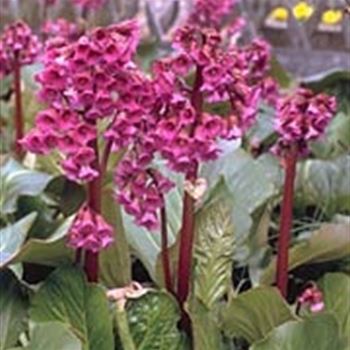 bergenia_hyb_admiral_GM_Q1.jpg