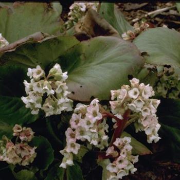 bergenia_hybride_brahms_GM_R2.jpg