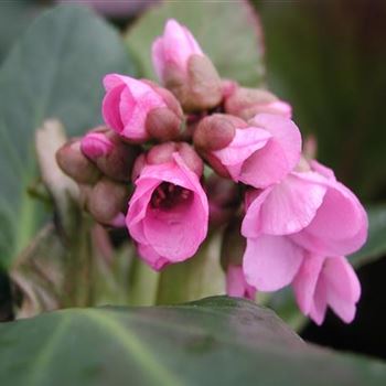 bergenia_hybride_rosi_klose_GM_R2.jpg