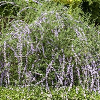 Buddleja alternifolia