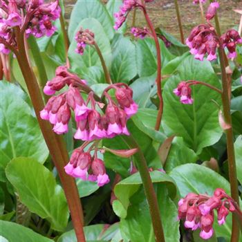 Bergenia_cordifolia_Pinneberg_WI_Q2.jpg