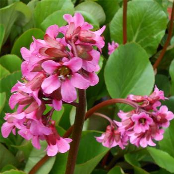 Bergenia_cordifolia_Pinneberg_WI_Q1.jpg