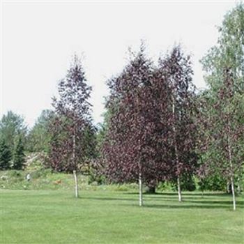 Betula_Royal_Frost_1.jpg