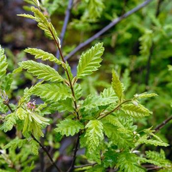 Carpinus_betulus_Quercifolia_2006-0931.jpg