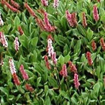 polygonum_affine_darjeeling_red_GM_R2.jpg