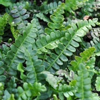 blechnum_penna_marina_GM_Q1.jpg