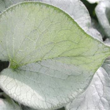 brunnera_macrophylla_looking_glass_GM_R2.jpg