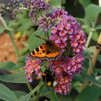 Buddleja_bicolor_.JPG