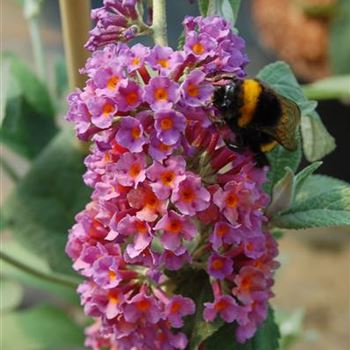 Buddleja_bicolor_3_.JPG