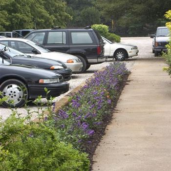 Buddleja_Blue_Chip_3.jpg