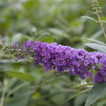 Buddleja_Blue_Chip_2.jpg