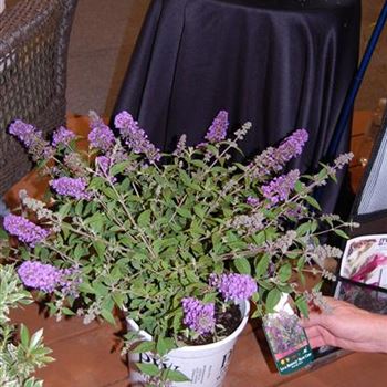 Buddleja_Blue_Chip_Oregon.JPG