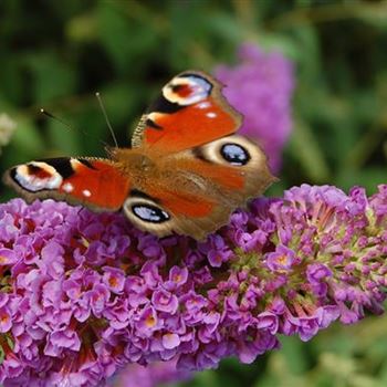 Buddleja_Blue_Chip_R_.JPG