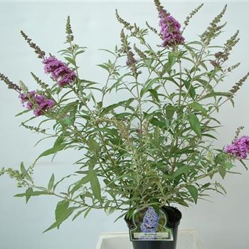 Buddleja Buzz Lavender C3_2.jpg