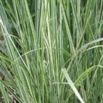 calamagrostis_x_acut_overdam_GM_R2.jpg