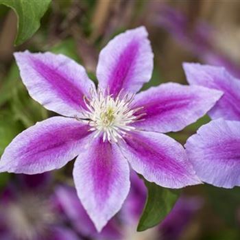 Clematis, gestreift