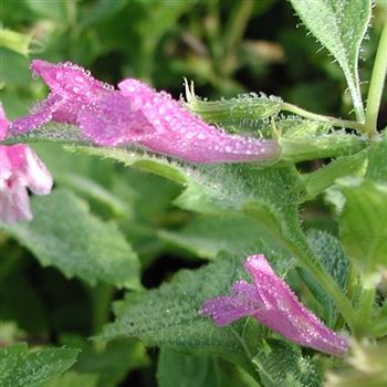 calamintha_grandiflora_GM_Q1.jpg