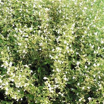 Calamintha_nepeta_Weisser_Riese_BM_Q2.jpg