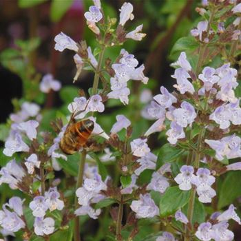 Calamintha_nepeta_ssp_nepeta_WI_Q1.jpg