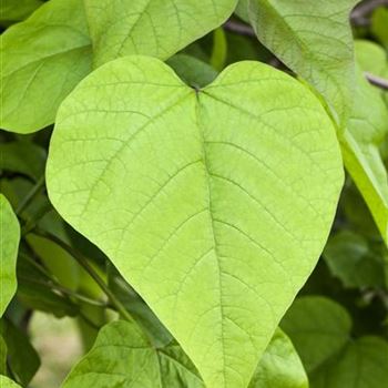 Catalpa bignonioides