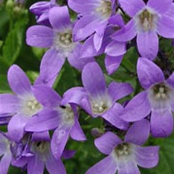 campanula_lactiflora_superba_GM_Q1.jpg