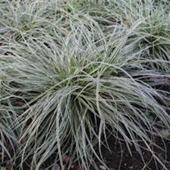 carex_conica_snowline_GM_Q1.jpg