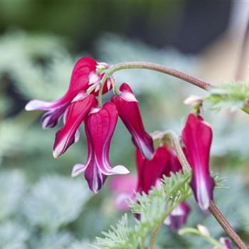 Dicentra formosa 'Burning Hearts'®